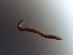 Proteroiulus fuscus