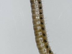 Proteroiulus fuscus