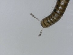 Proteroiulus fuscus