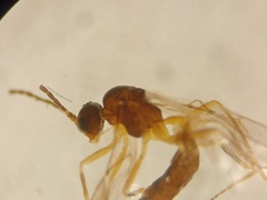 Aphidiinae