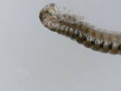 Proteroiulus fuscus