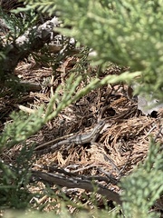 Sceloporus occidentalis