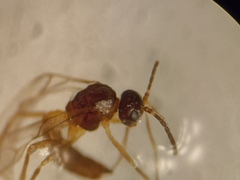 Aphidiinae