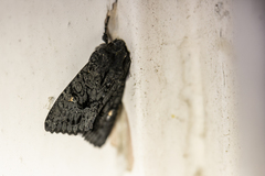 Neumichtis nigerrima