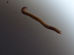 Proteroiulus fuscus