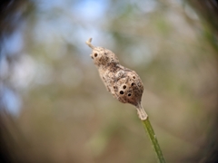 Neolasioptera lathami