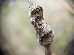 Neolasioptera lathami