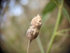 Neolasioptera lathami