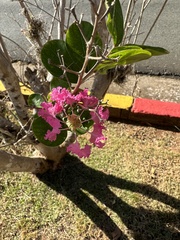 Lagerstroemia
