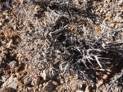 Artemisia spinescens
