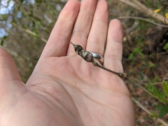 Neolasioptera lathami