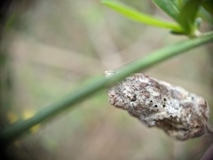 Neolasioptera lathami