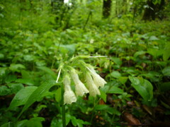 Symphytum grandiflorum