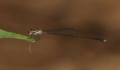 Elattoneura analis