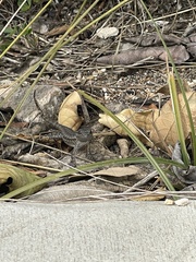 Sceloporus occidentalis