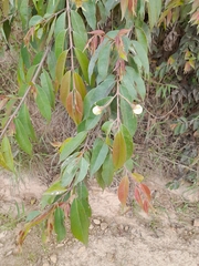 Calycolpus moritzianus