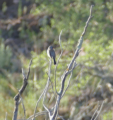 Spizella atrogularis