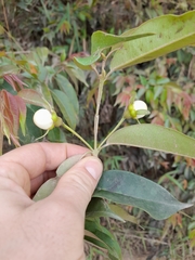 Calycolpus moritzianus