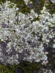 Lecanoromycetidae