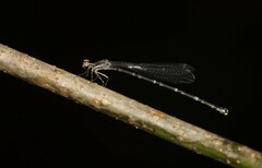 Platycnemididae
