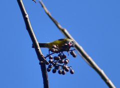 Loriotus luctuosus