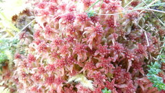 Sphagnum rubellum
