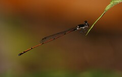 Prodasineura hyperythra