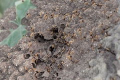 Nasutitermes corniger