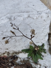 Symphyotrichum expansum