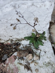 Symphyotrichum expansum