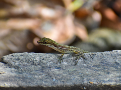 Anolis limifrons