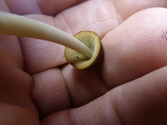 Psathyrella atrospora