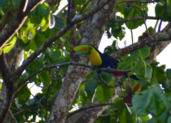 Ramphastos sulfuratus image