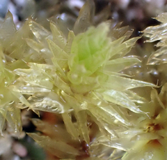 Pulchrinodus inflatus