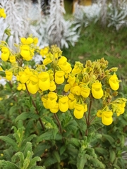 Calceolaria crenata