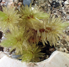 Pulchrinodus inflatus