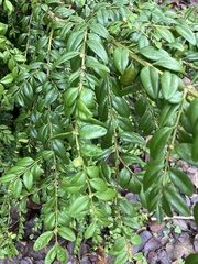 Buxus sempervirens