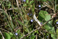 Lobelia feayana