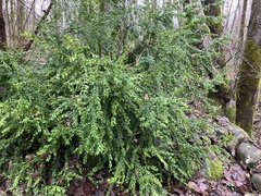Buxus sempervirens