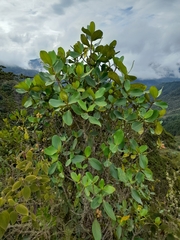 Clusia multiflora
