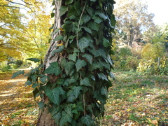 Hedera helix