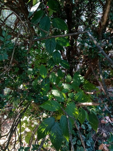 Du zhong (Eucommia ulmoides)