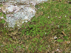 Ptychomitrium incurvum