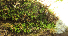 Ptychomitrium incurvum