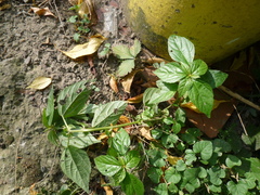 Acalypha australis