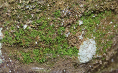 Ptychomitrium incurvum