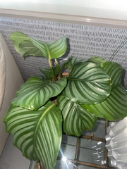 Goeppertia orbifolia