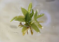 Ptychomitrium incurvum