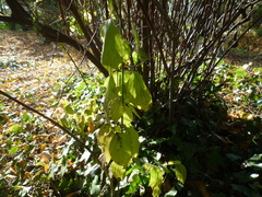 Cornus sanguinea australis