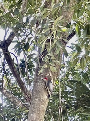 Melanerpes aurifrons